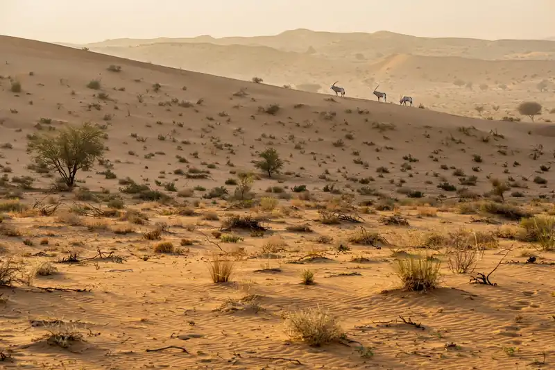 Best places to visit in Dubai in winter Al Marmoom Desert