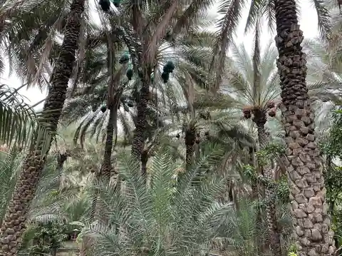 Al Ain Oasis