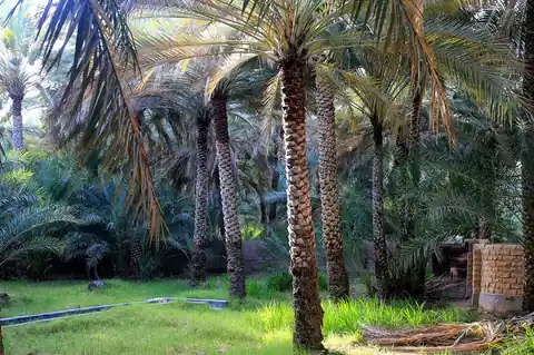 Umm Al Quwain parks & corniche gardens
