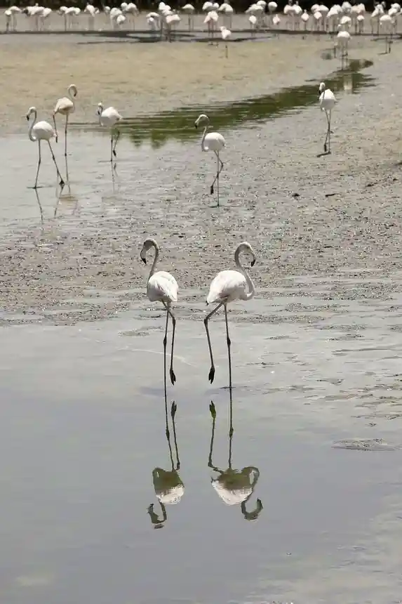 Flamingo Beach (RAK)