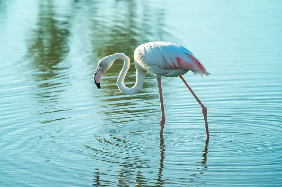 Al Wathba Wetland Reserve