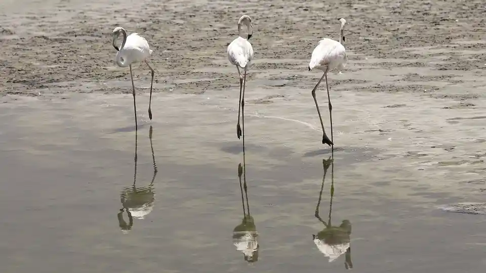 Jebel Ali Wildlife Sanctuary (edge)